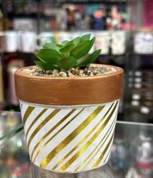 VASO COM SUCULENTAS
